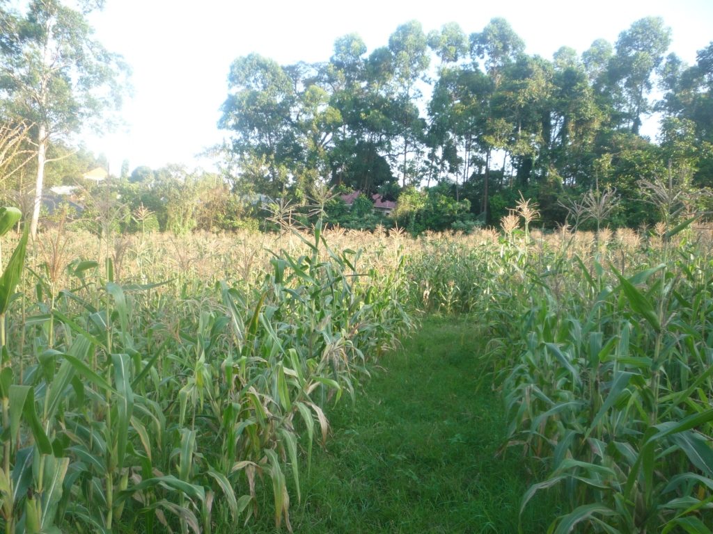 The Maize Garden